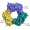 mann-hoffmann_et_al__jcb_2016_-_traip_500.100x0.jpeg