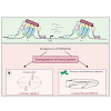 leonhardt-mann-hake-2017_pu_nzeler_emboj_550.100x0.jpeg