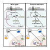 leonhardt-2017_essig_immunity_550.100x0.jpeg