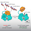 ladurner-mol_cell-2017_12_07_550.100x0.jpeg