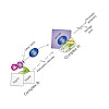 imhof-nucleic_acids_res_2017_saavedra_550.100x0.jpeg