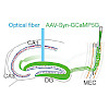 konnerth-qin_et_al-_neuron_2018-_in_press_550.100x0.jpeg