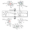 gulder-sib_et_al-2018-angewandte_chemie_international_edition_550.100x0.jpg