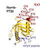 sattler-colaluca_journal_of_cell_biology_2017_550.100x0.jpeg