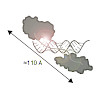 sattler-tants_nucleic_acids_research_2017_550.100x0.jpeg