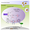 carell-hornung-cell_2019_550.100x0.jpg